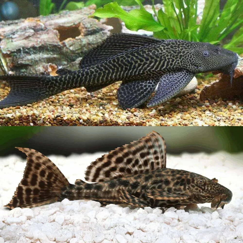 World-Class Common Pleco Hypostomus plecostomus Powerful