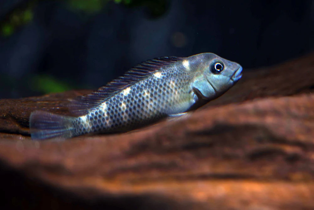 World-Class Buffalo Head Cichlid Practical