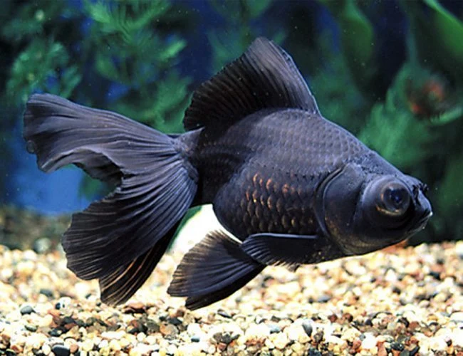 Advanced black moor Smooth