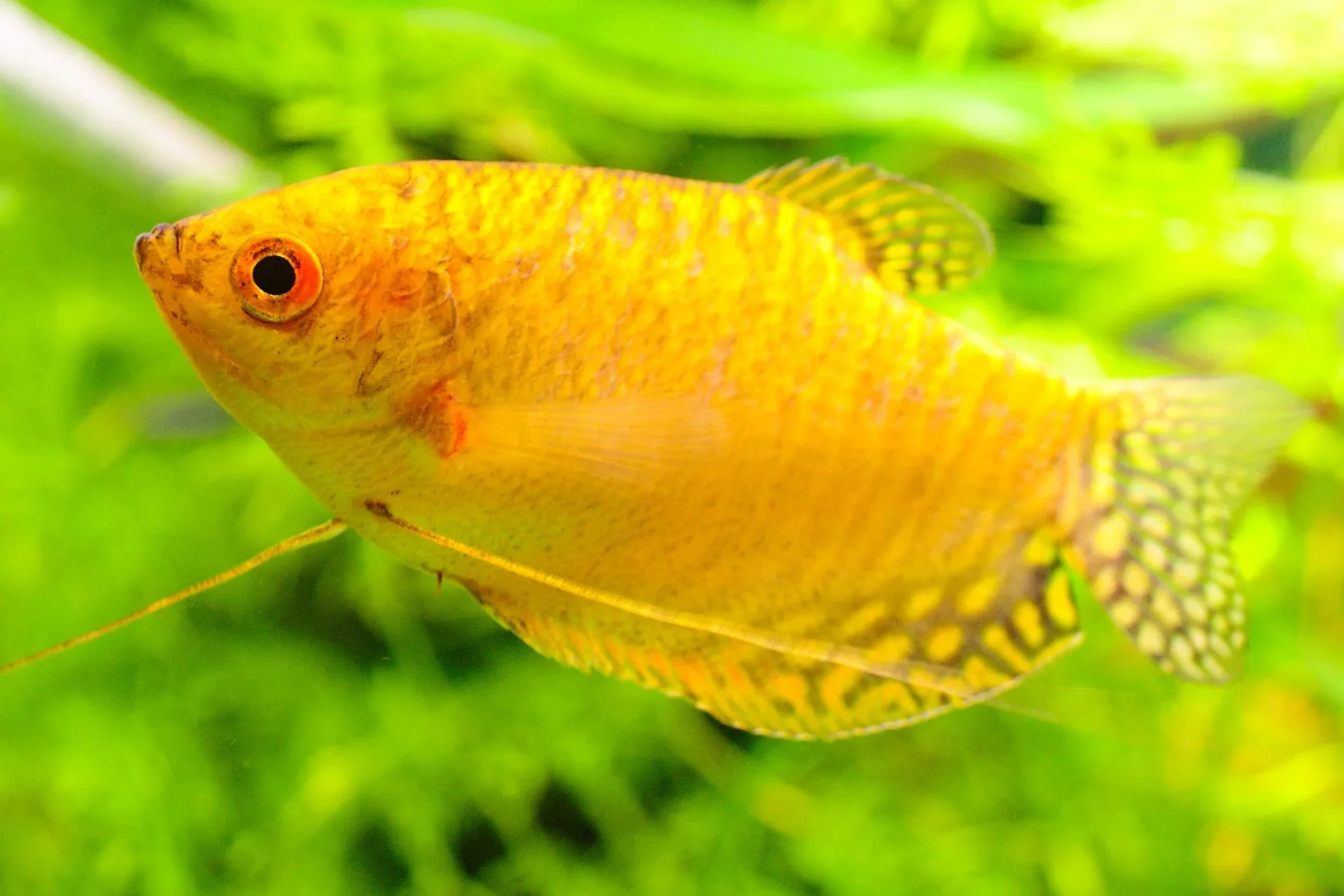 Advanced Gold Gourami Exclusive