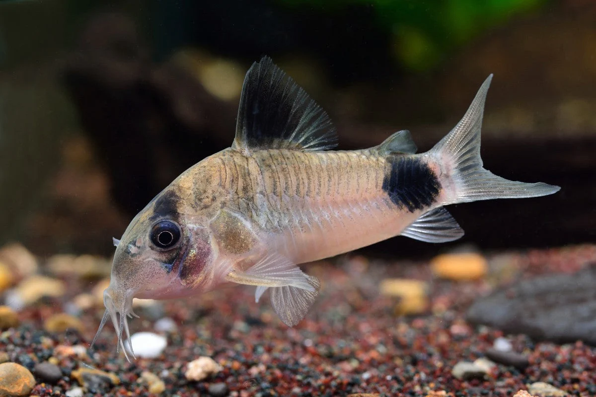 Responsible Panda Corydoras Relaxed