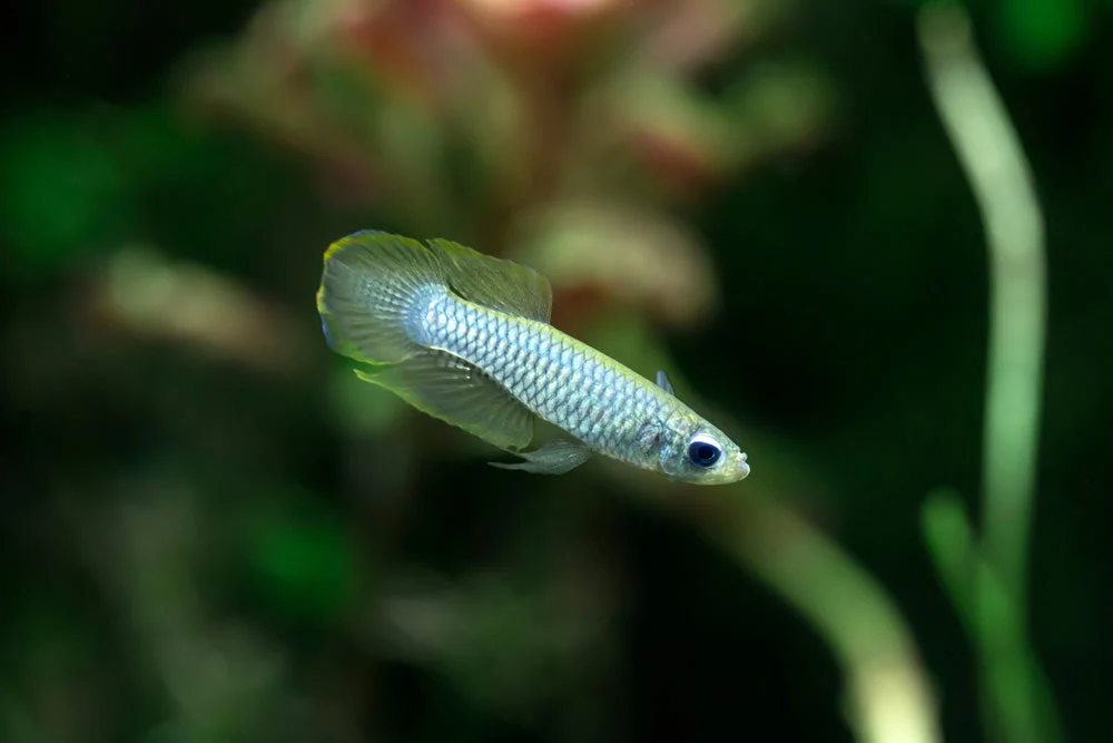 Prestigious The Killie Lamp-Eye - Norman's Lampeye Killifish Poropanchax normani Professional