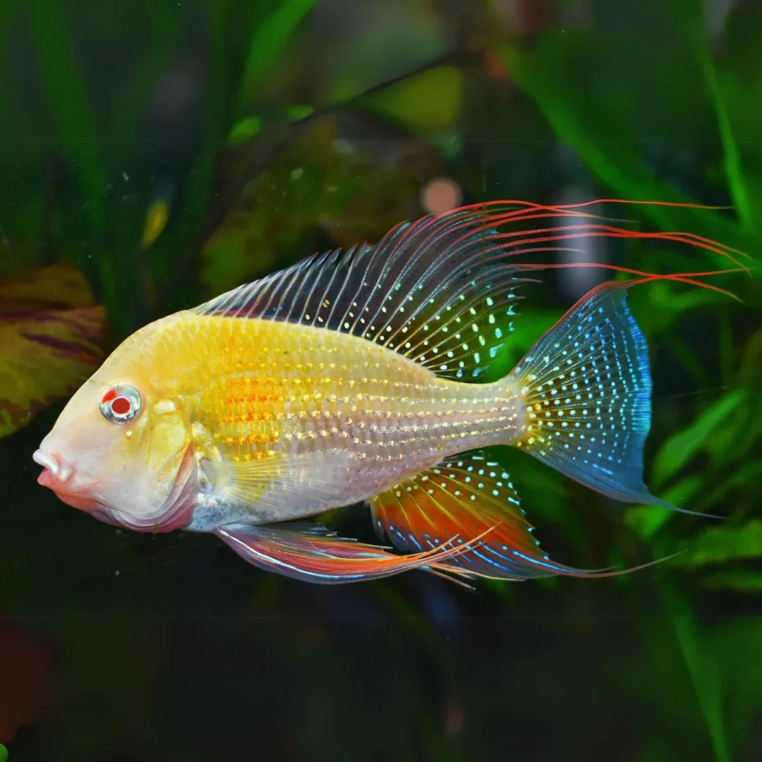 Dependable Albino Geophagus Heckelii- Albino Threadfin Acara 2.5 -3 Recyclable