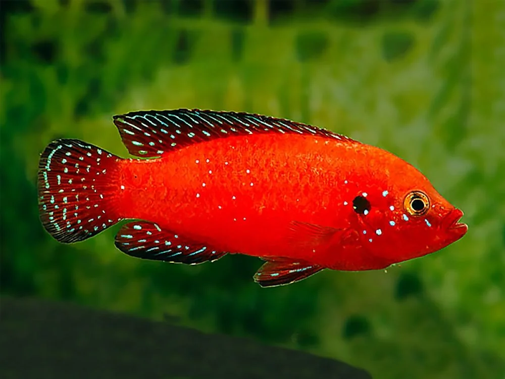 Environmentally Friendly Turkana Jewel Cichlid Rubricatochromis exsul Detailed