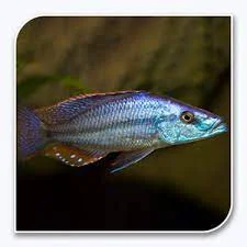 Carefully Designed Rock-Dwelling Mbuna Cichli - Compressiceps East African Cichlid Malawi Eyebiter Practical
