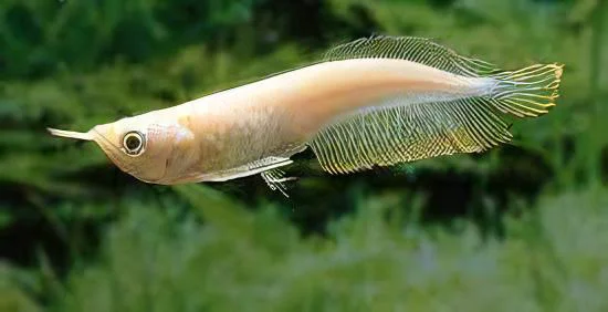 Safe Albino Silver Arowana Osteoglossum Bicirrhosum Sophisticated