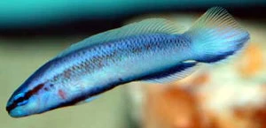World-Class Longfin Indigo Dottyback Pseudochromis fridmani x sankeyii Professional