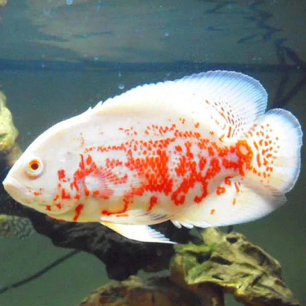 Healthy Albino Red Tiger Oscar First-Class