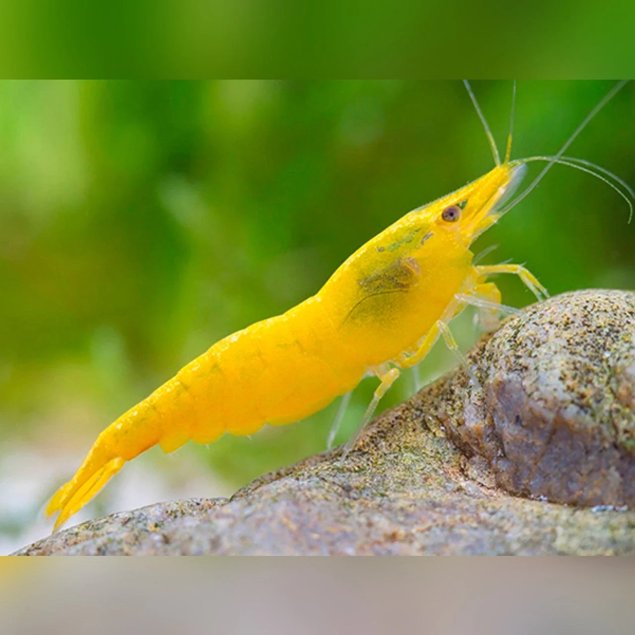 First-Class Yellow shrimp Carefully Designed