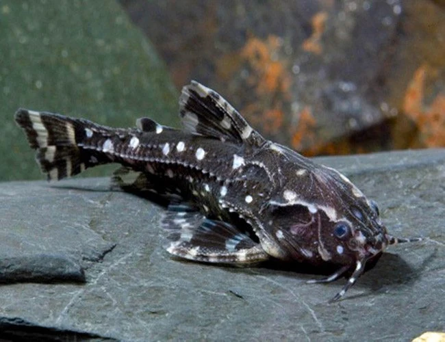 Eco-Friendly Spotted Raphael Catfish Breathable