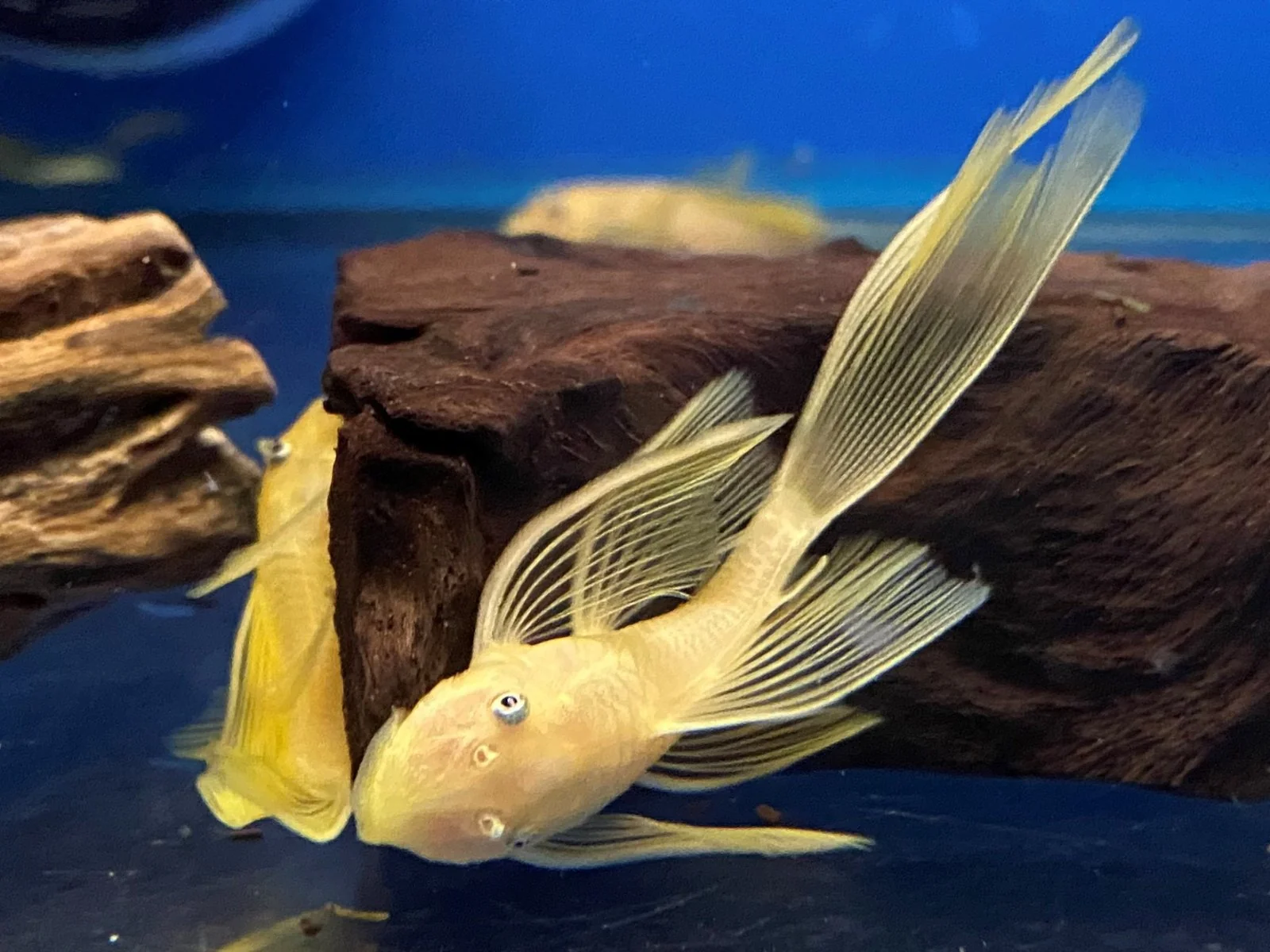 Elite L144 Blue Eye Lemon Bristlenose Pleco Ancistrus sp Minimalist