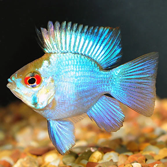 Stylish Electric Blue Balloon Ram Minimalist