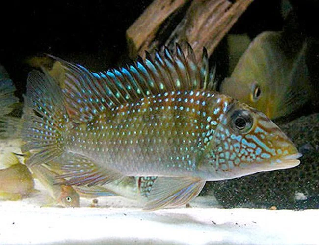 Traditional Jurupari Geophagus Satanoperca jurupari Long-Lasting