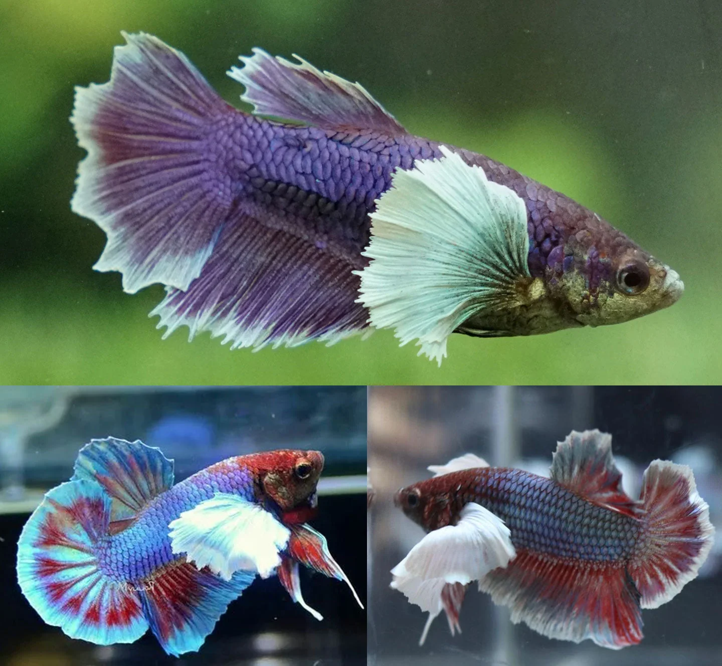 High-Quality Elephant Ear Betta Versatile
