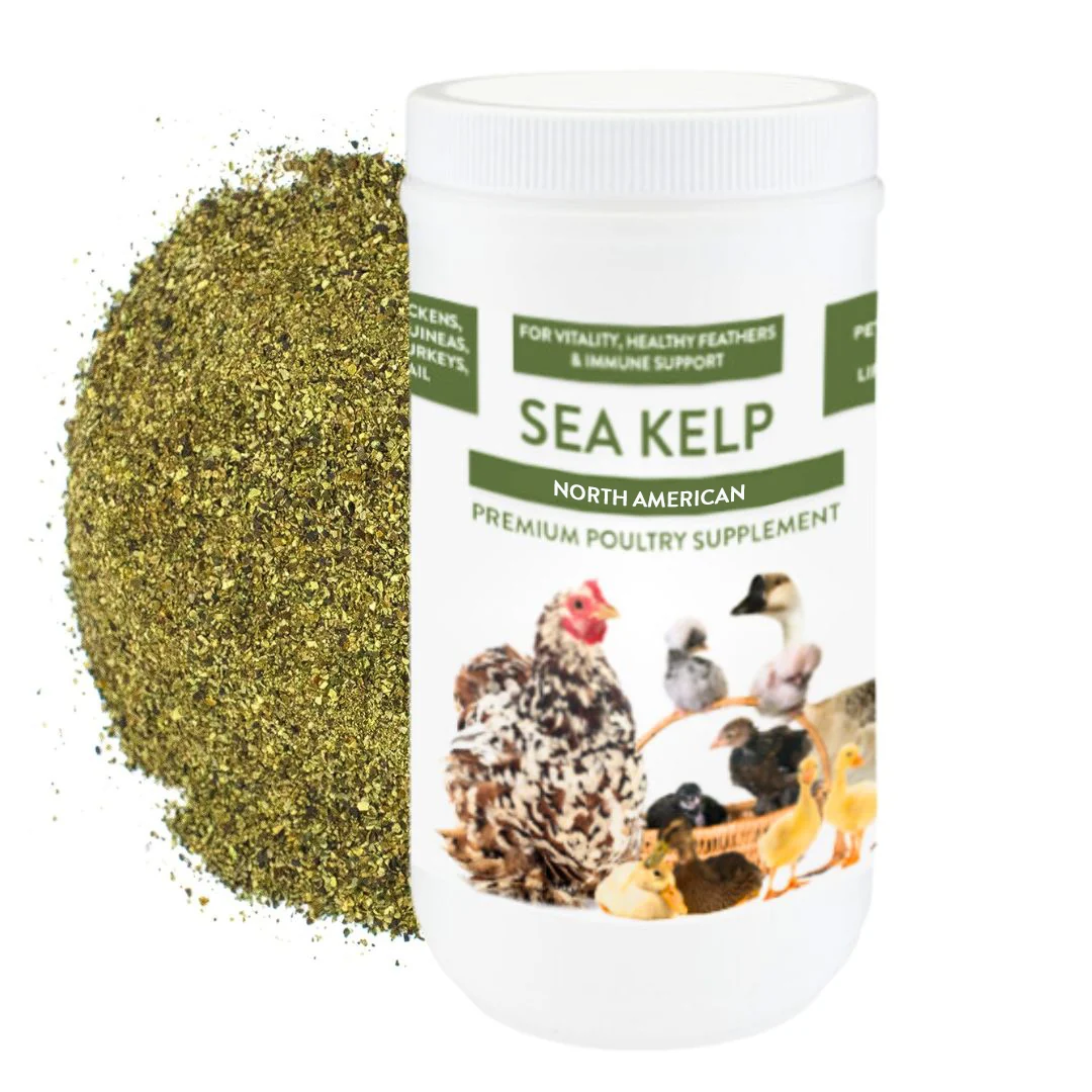 Versatile North Atlantic Kelp For Extra Vitamins Minerals Amino Acids For Pet Chickens Ducks Comfortable