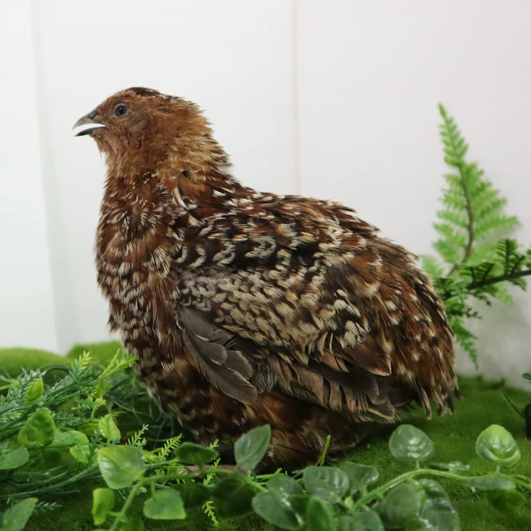 Enhanced German Chocolate Pansy Quail Hatching Eggs – Fertile Coturnix Eggs for Incubation Pure