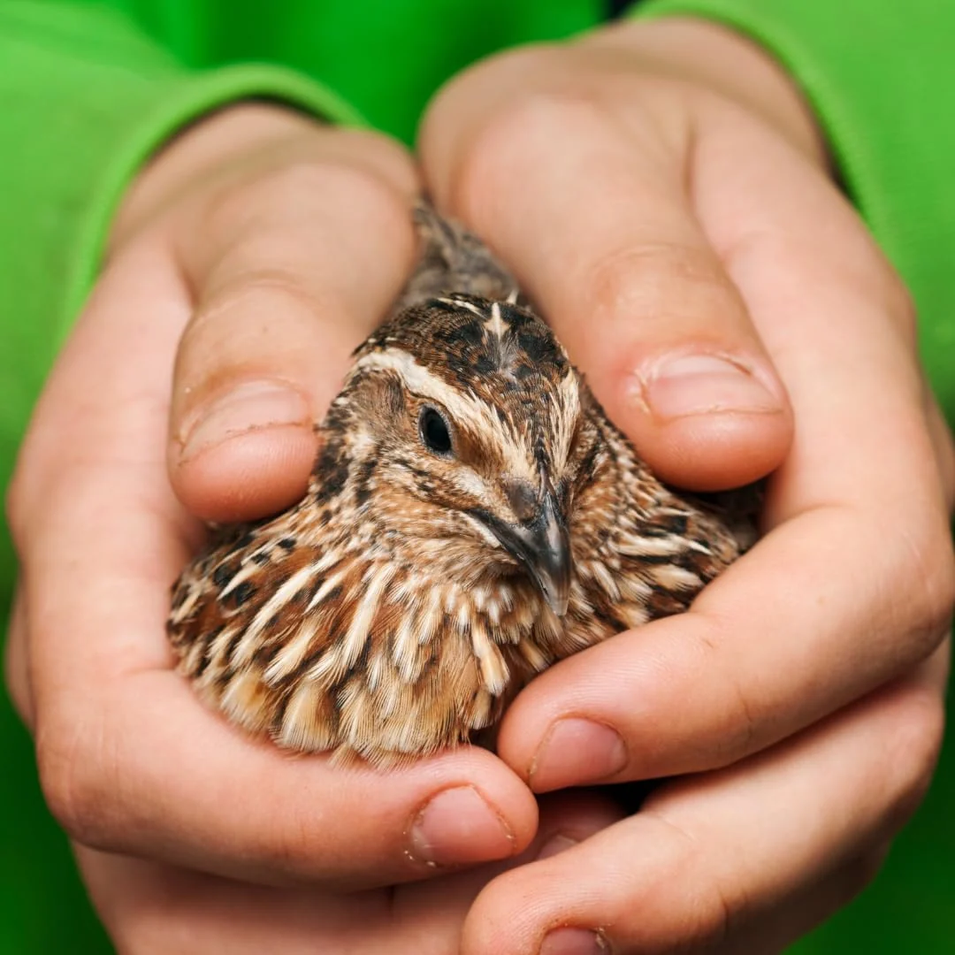 Contemporary 36 Quail Eggs for Hatching - Fertile Coturnix Selection Hens Choice AI NPIP Sustainably Sourced from Family-Run Farms Farm Fresh Delivery with Minimal Breakage Functional