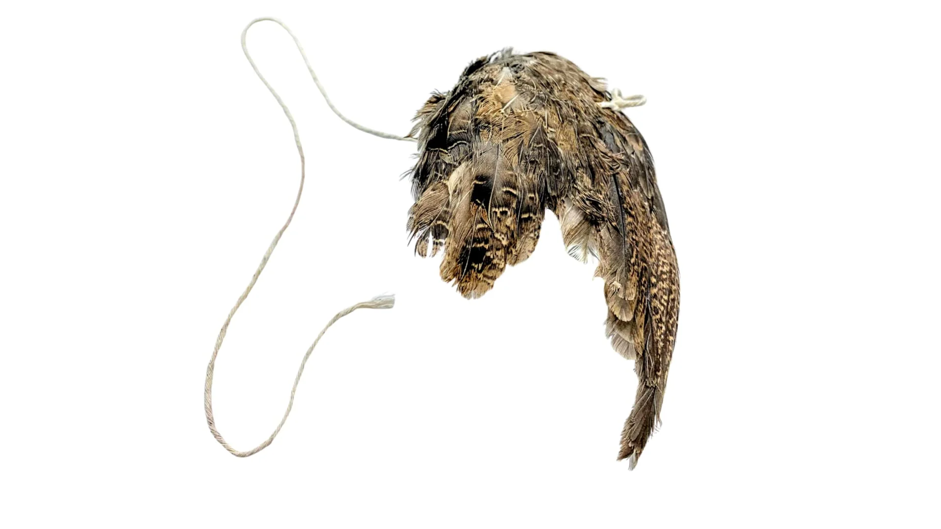 Exclusive Wing on String Cat Toy - Bird Wing Dog Training Supplies Accessories Quail Wing Bird Scent Interactive Play for Cats Hunting Dog Training Bird Retrieval Cat Trainer Sophisticated