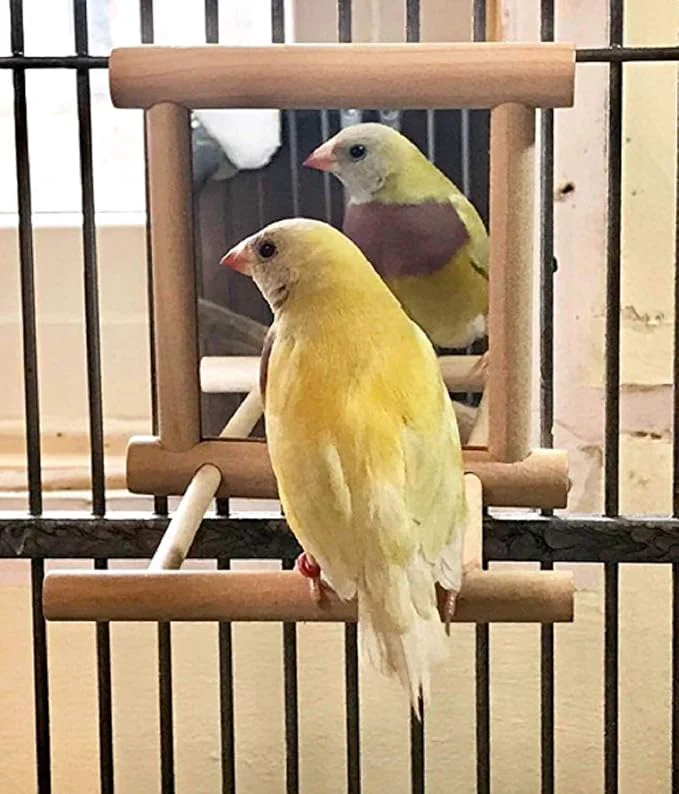Durable Birds Mirror for Cage Parrot Hanging Swing Effective