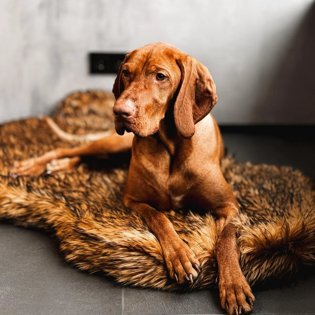 Authentic IHAPPYDOG Luxury Faux Fur Orthopedic Dog Bed Memory Foam Dog Bed for Small Medium Large and XL Pets Fluffy Pet Bed with Waterproof and Washable Cover Brown 60 x35 Sustainable