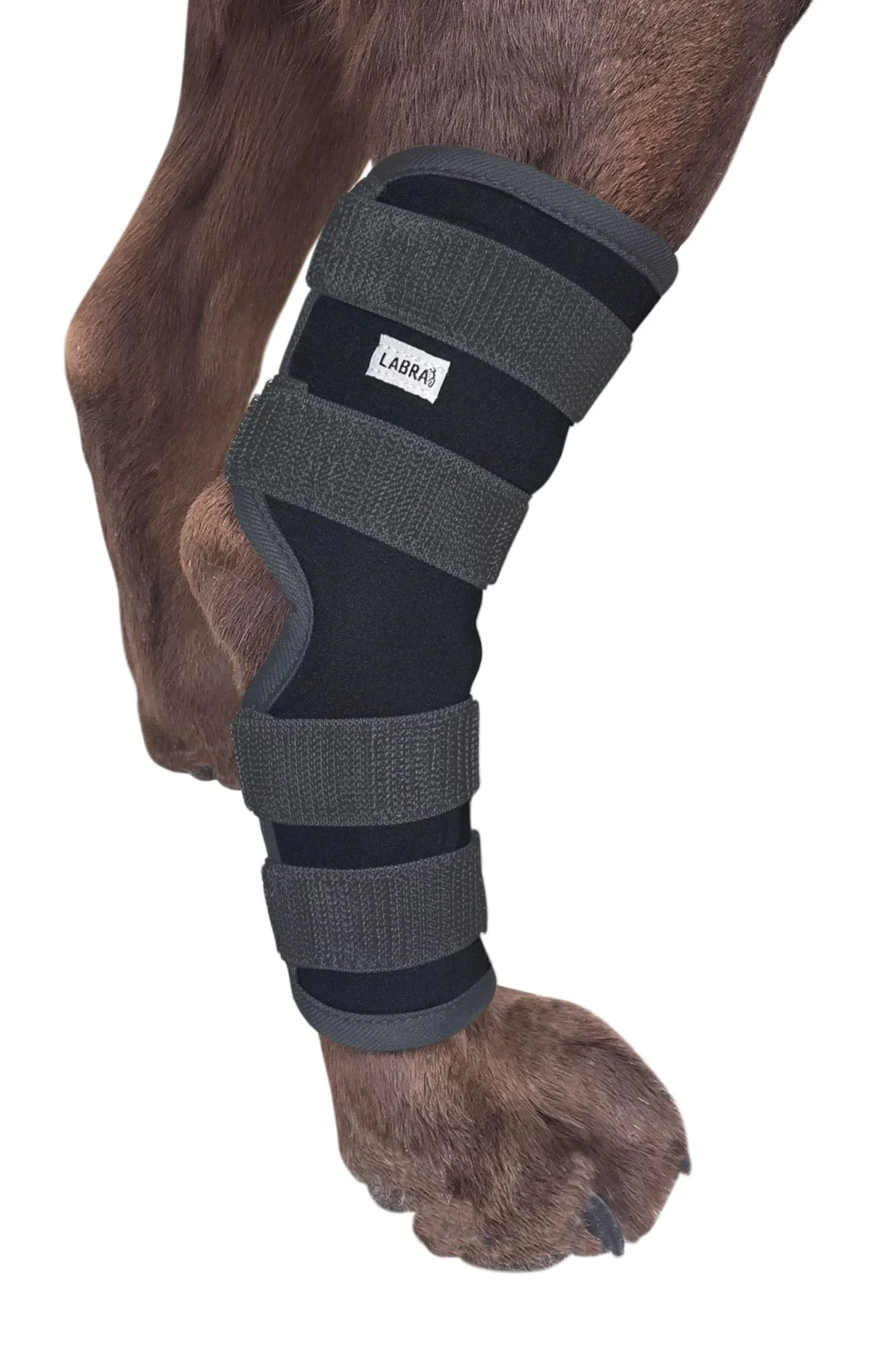 High-Performance Labra Dog Rear Leg Hock Brace — Adjustable Hind Leg Support Small High-End
