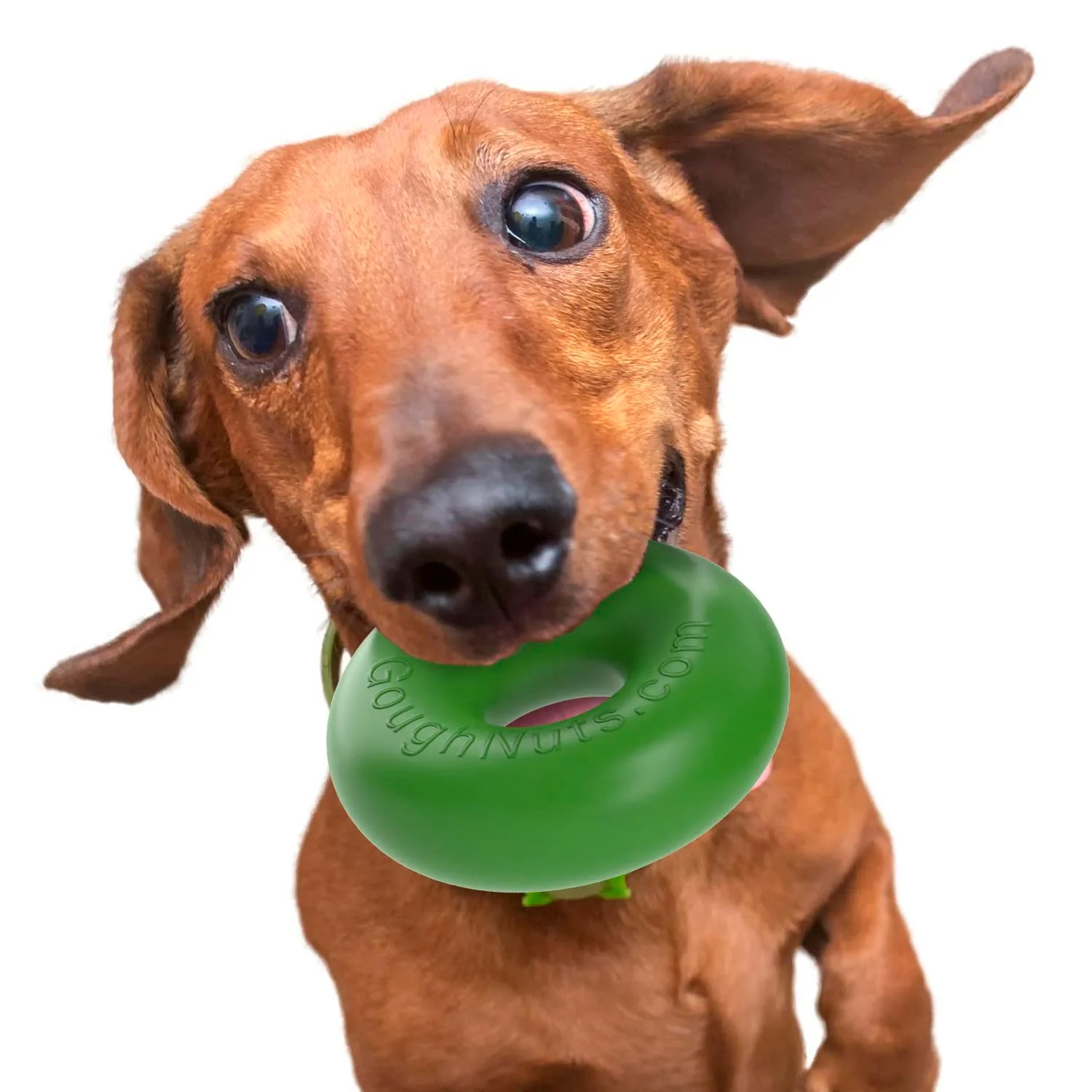 Contemporary Goughnuts Rubber Dog Chew Toy Med .75 – Green Ring Durable Safe Lifetime Warranty Top-Quality